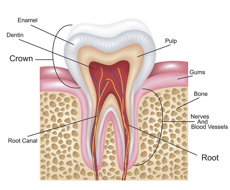root canal treatment williamsburg